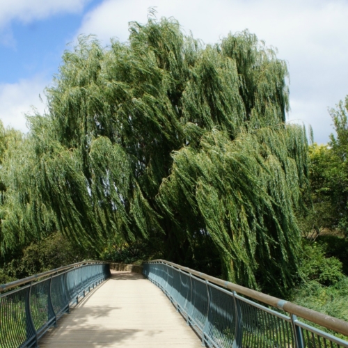 Chicago Botanic Garden